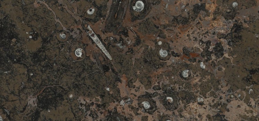 BROWN FOSSIL