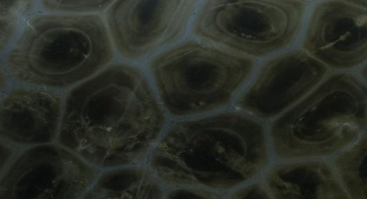 Turtle Green