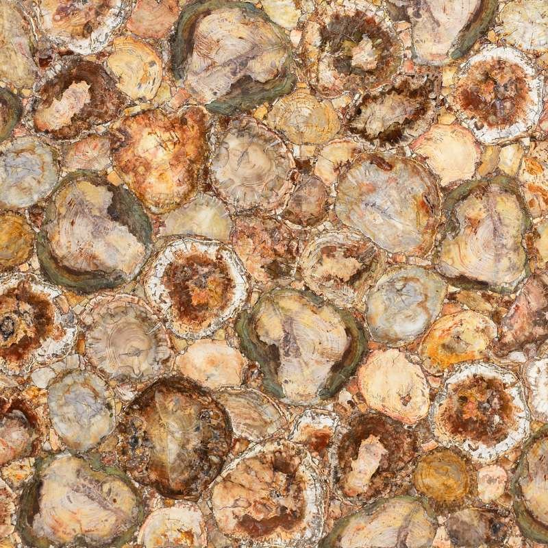 Petrified Wood
