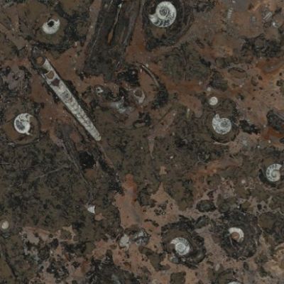 BROWN FOSSIL