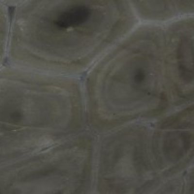 Brazilian Fossil Premium